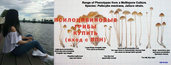 ПСИЛОЦИБИНОВЫЕ ГРИБЫ Белоозёрский